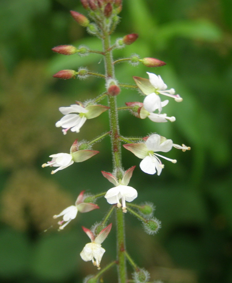 Circaea lutetiana / Erba maga comune